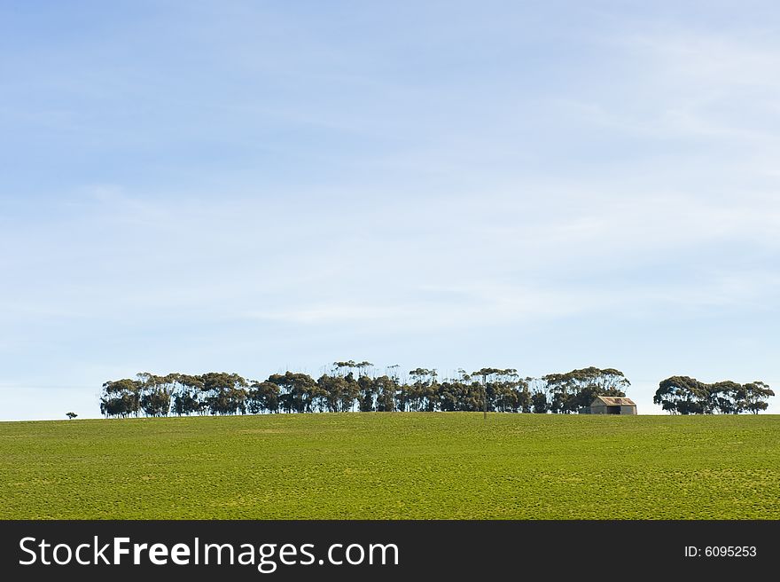 Green Winter fields with blue skies