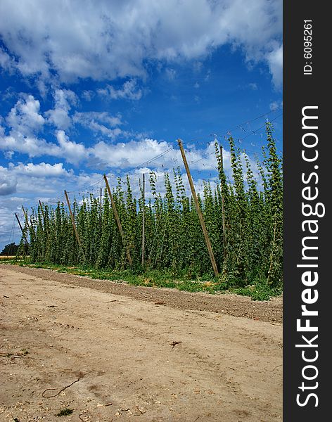 A photo of the hops farm in the Czech Republic. A photo of the hops farm in the Czech Republic.