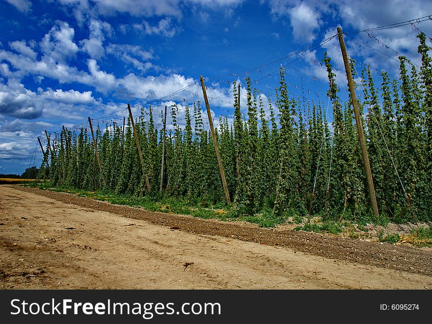 A photo of the hops farm in the Czech Republic. A photo of the hops farm in the Czech Republic.