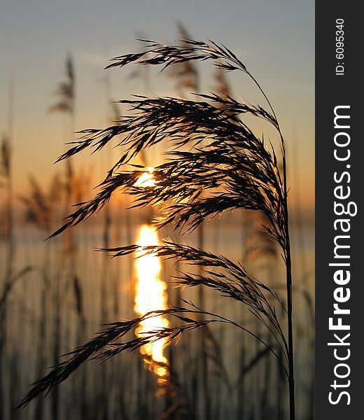 Grass in sunset on a calm winter evening at a lake shore. Grass in sunset on a calm winter evening at a lake shore