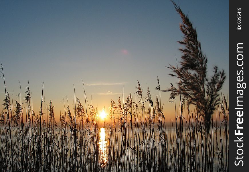 Grass in sunset on a calm winter evening at a lake shore. Grass in sunset on a calm winter evening at a lake shore