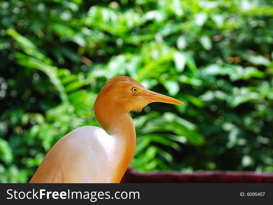 Cattle Egret waiting for food