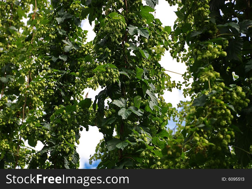 A photo of the hops farm in the Czech Republic. A photo of the hops farm in the Czech Republic.