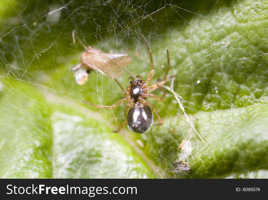 Closeup of spider with recently caught fly