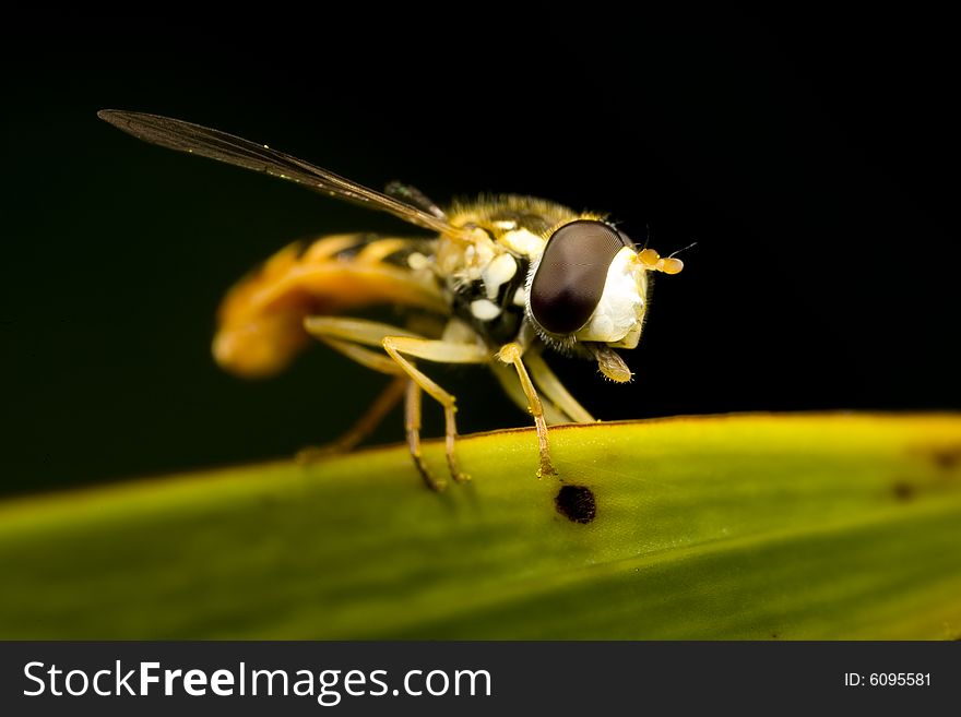 Hoverfly Sticking Tongue Out