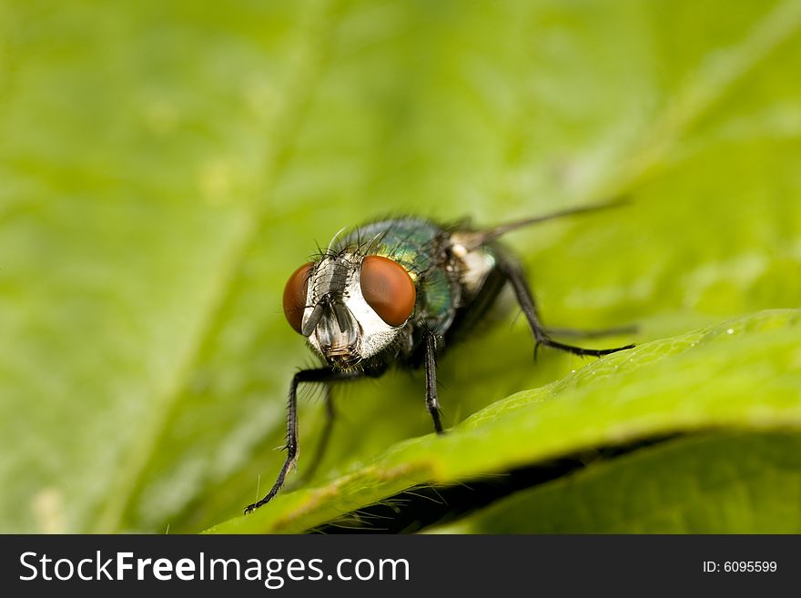 Closeup of blow fly