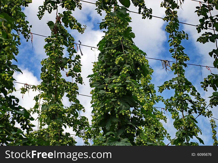 A photo of the hops farm in the Czech Republic. A photo of the hops farm in the Czech Republic.