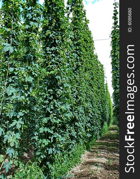 A photo of the hops farm in the Czech Republic. A photo of the hops farm in the Czech Republic.