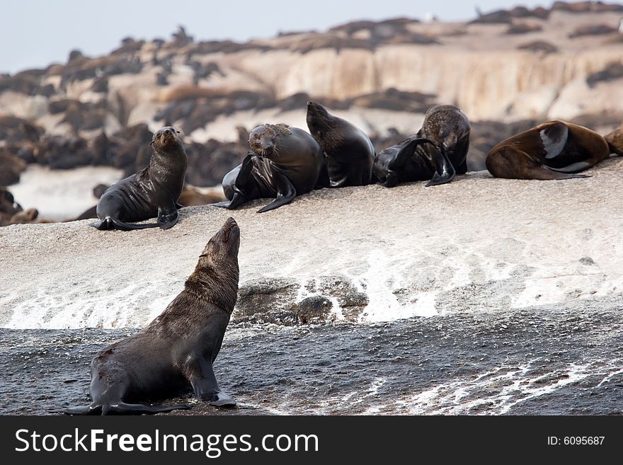 A group seals taking the sun on the seal island in south africa