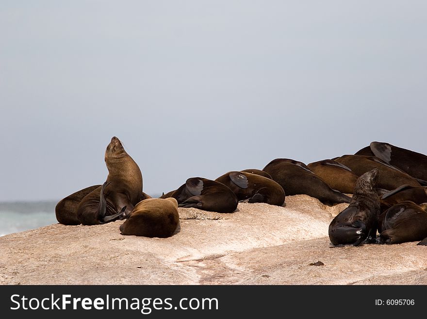 A group seals taking the sun on the seal island in south africa