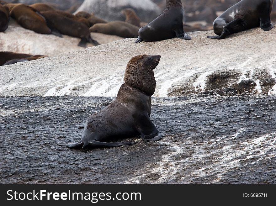 A group seals taking the sun on the seal island in south africa