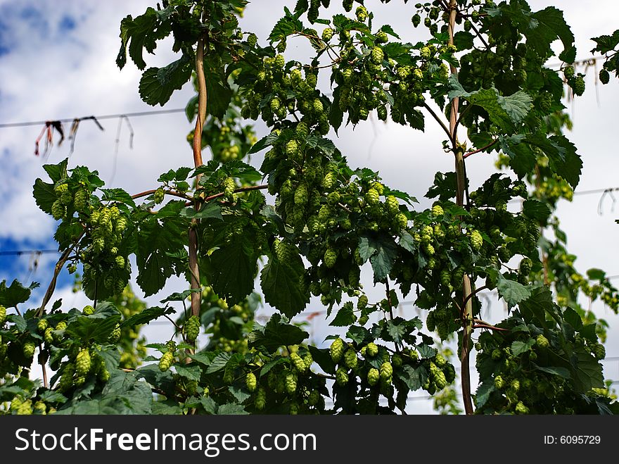 A photo of the hops farm in the Czech Republic. A photo of the hops farm in the Czech Republic.