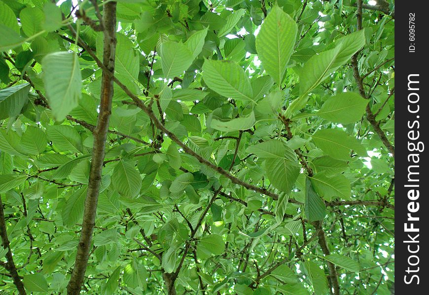Texture or background of branches with leaves. Texture or background of branches with leaves.