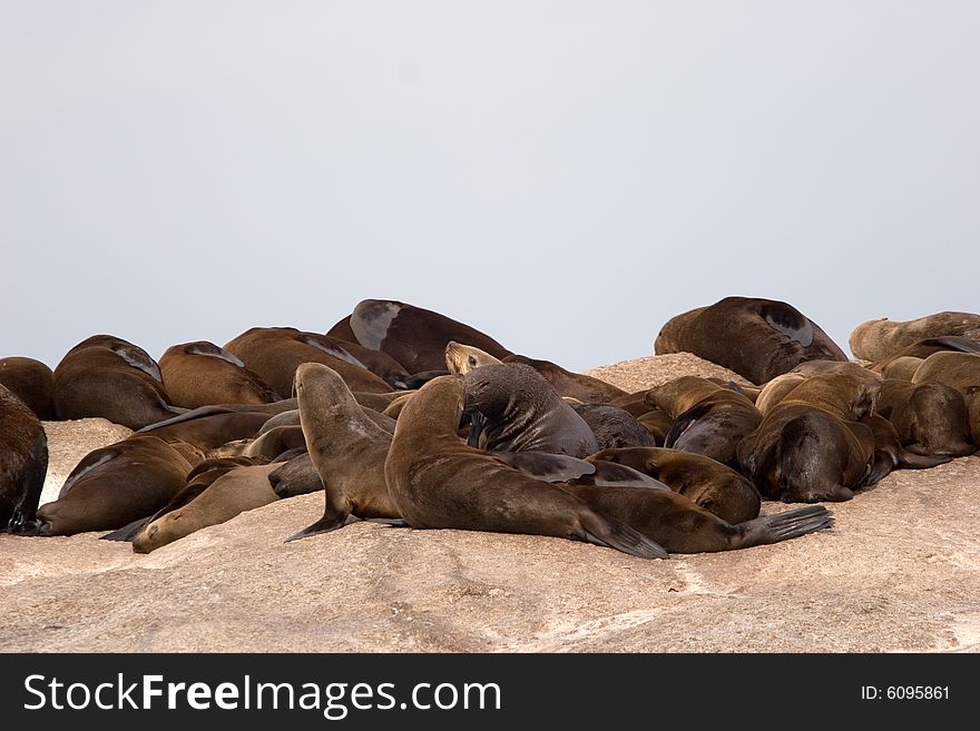 A group seals taking the sun on the seal island in south africa