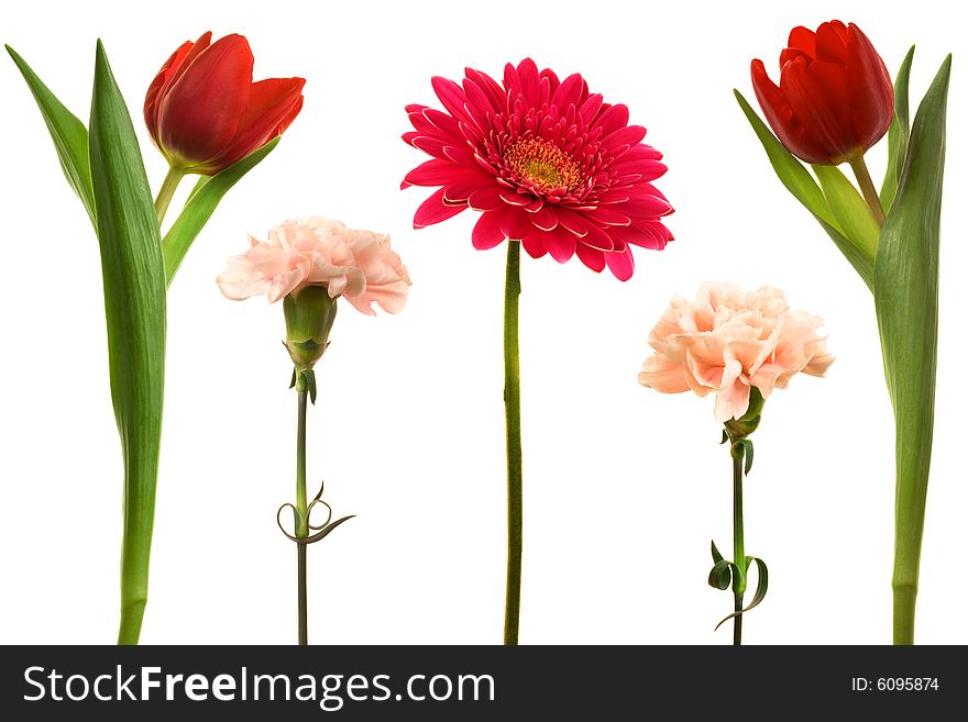 Beautiful fresh flowers on a white background. Beautiful fresh flowers on a white background