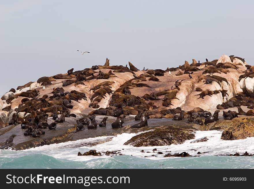 A group seals taking the sun on the seal island in south africa