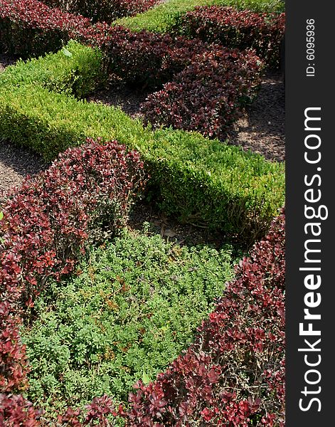 A shot of alternating purple and green bushes crisscrossing through each other, with a patch of different shrubbery in the center . A shot of alternating purple and green bushes crisscrossing through each other, with a patch of different shrubbery in the center