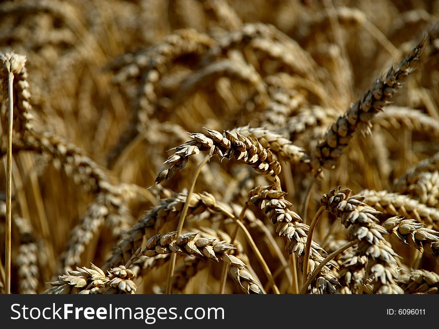 A crops field in the central part of the Czech Republic. Photo taken close to Beroun, Czech Republic. A crops field in the central part of the Czech Republic. Photo taken close to Beroun, Czech Republic.