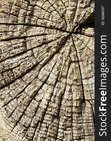 A background showing a weathered wood texture with worm holes