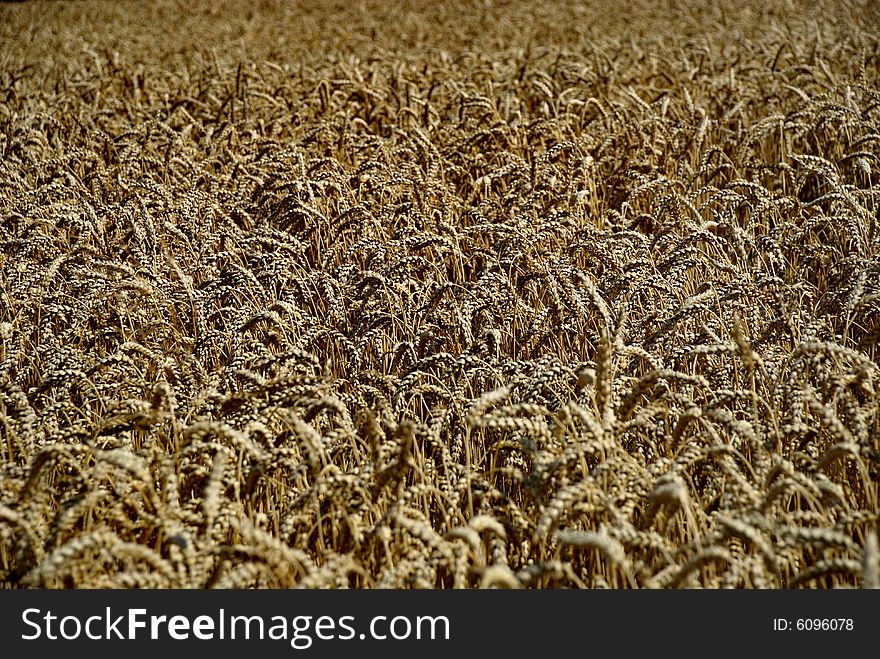 A crops field in the central part of the Czech Republic. Photo taken close to Beroun, Czech Republic. A crops field in the central part of the Czech Republic. Photo taken close to Beroun, Czech Republic.