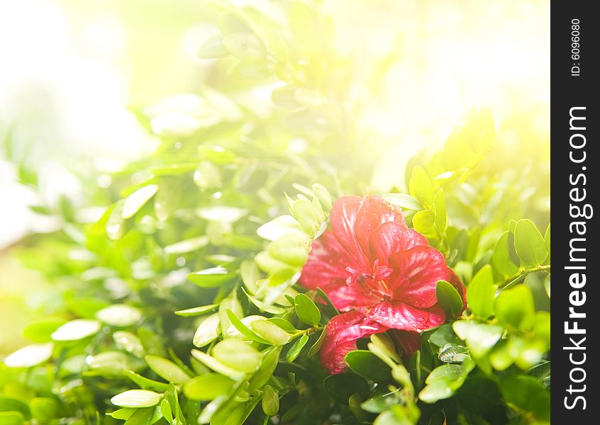 Flower at sunny day