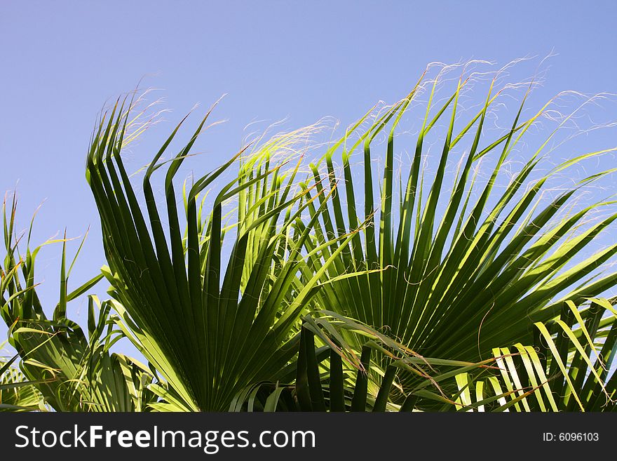 Green date palm leaves in the wind against a background of blue sky