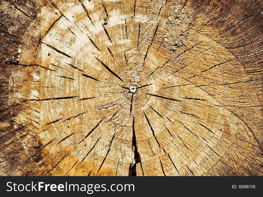 A background shot showing the texture and lines of a cut log. A background shot showing the texture and lines of a cut log