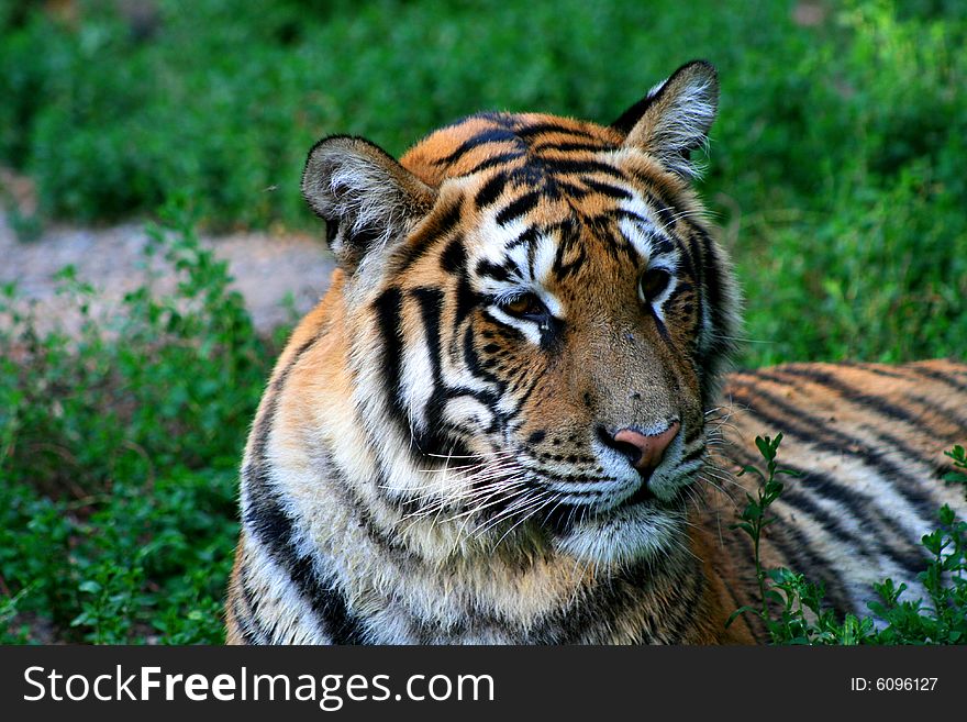 Portrait of a tiger green background