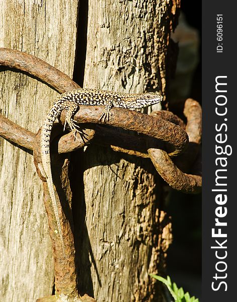 A macro shot of a lizard basking in the sun on an old chain. A macro shot of a lizard basking in the sun on an old chain