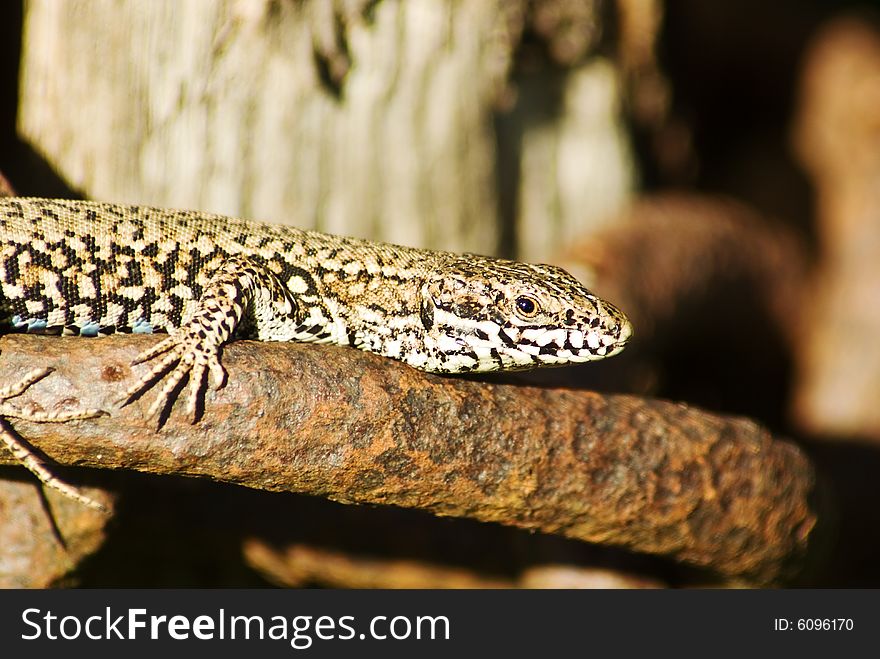 A macro shot of a lizard basking in the sun on an old chain. A macro shot of a lizard basking in the sun on an old chain