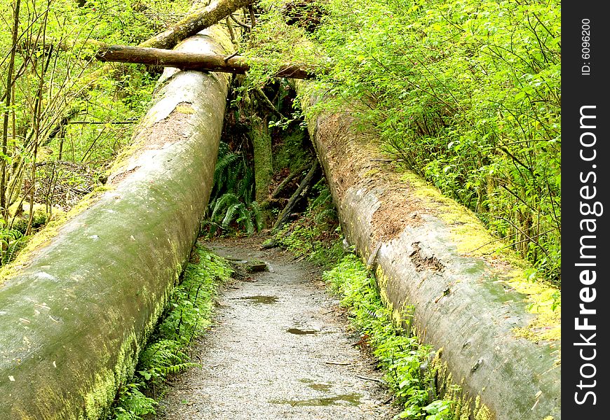 Big trees follen along walking path in rain forest. Big trees follen along walking path in rain forest