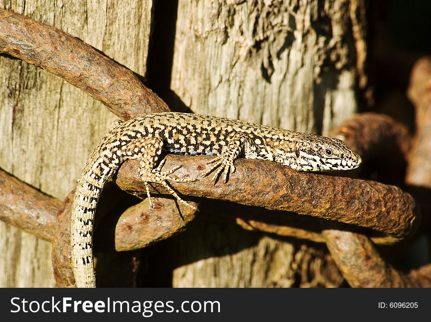 A macro shot of a lizard basking in the sun on an old chain. A macro shot of a lizard basking in the sun on an old chain