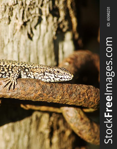 A macro shot of a lizard basking in the sun on an old chain. A macro shot of a lizard basking in the sun on an old chain