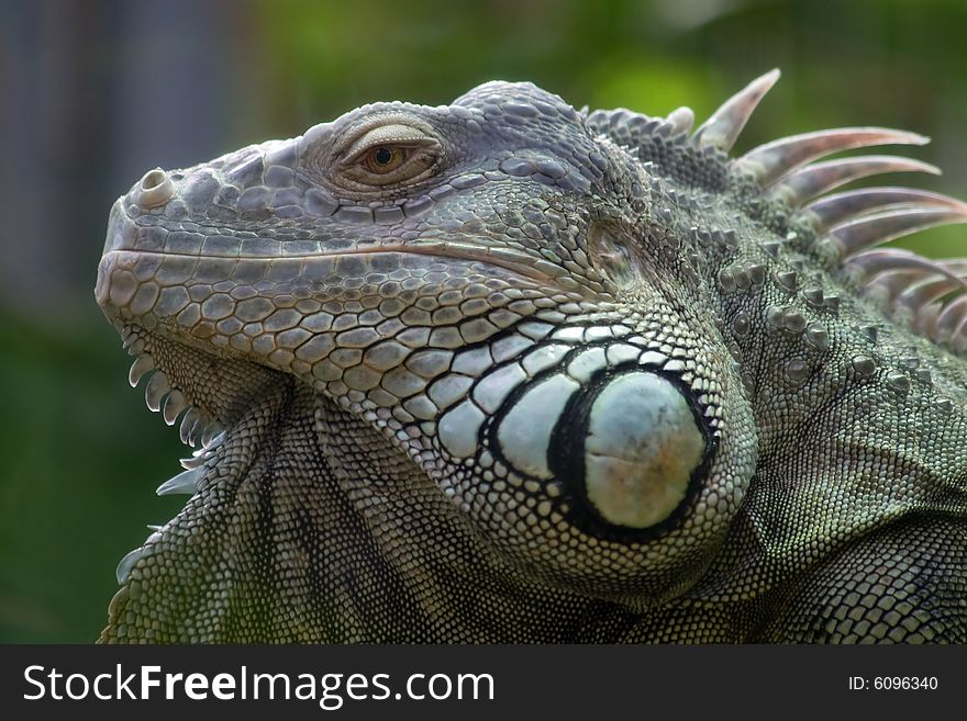 Iguana in Zurich Zoo (Switzerland). Iguana in Zurich Zoo (Switzerland)