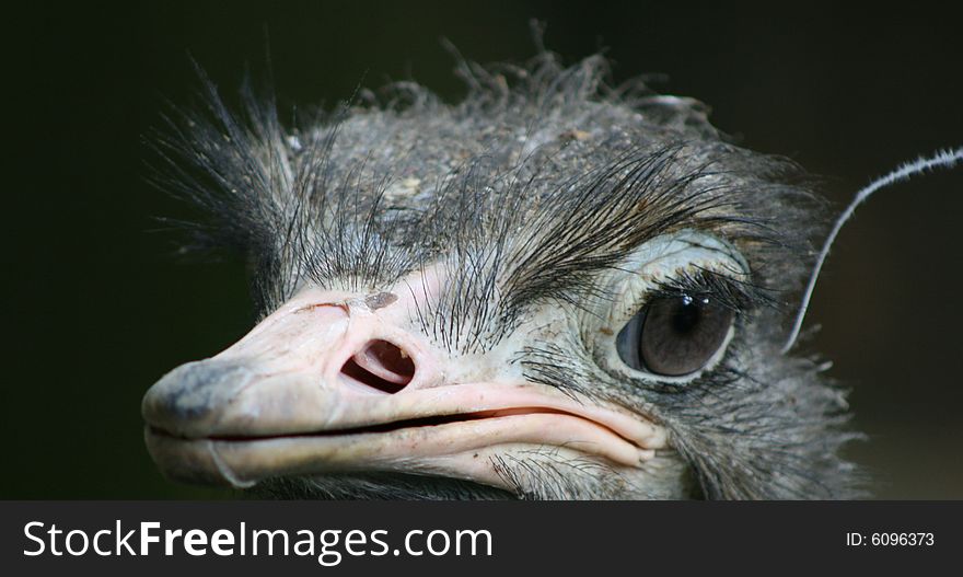 Close up / portrait of an ostrich