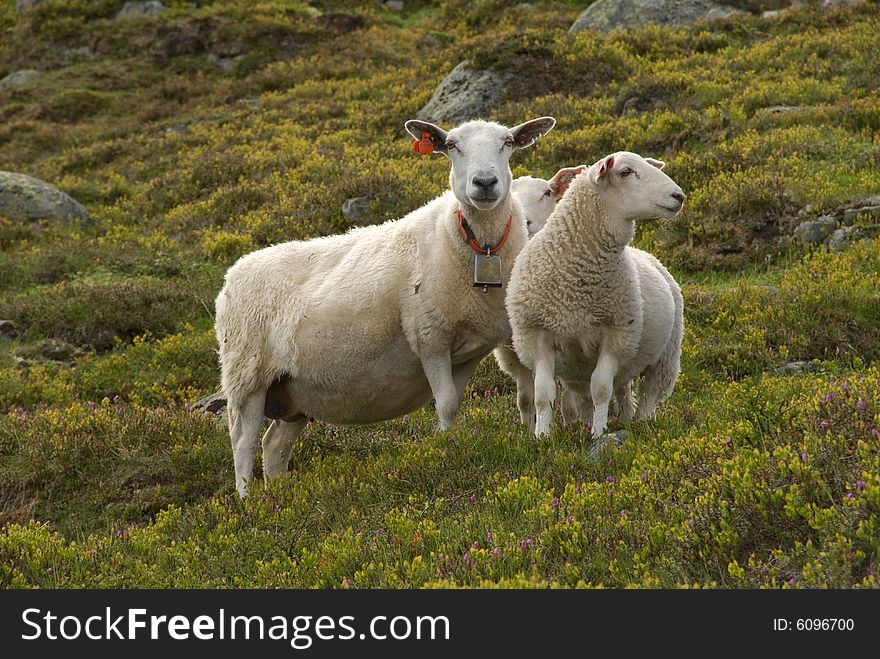 Nordic sheep in Jotunheimen mountain range