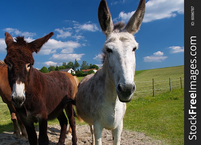 Donkey on farmland under blue sky in Bavaria. Donkey on farmland under blue sky in Bavaria