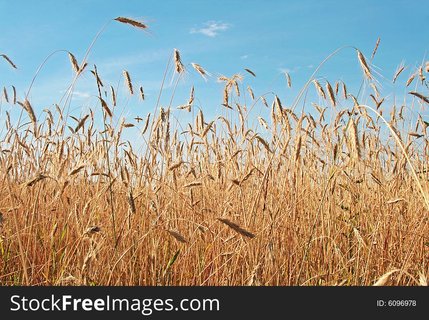 A wheat field against a blue sky. A wheat field against a blue sky.