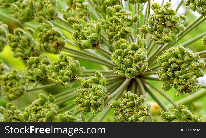 Green seed from inflorescence of cow-parsnip