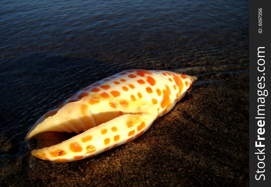 White and orange spotted seashell in sea shallow water