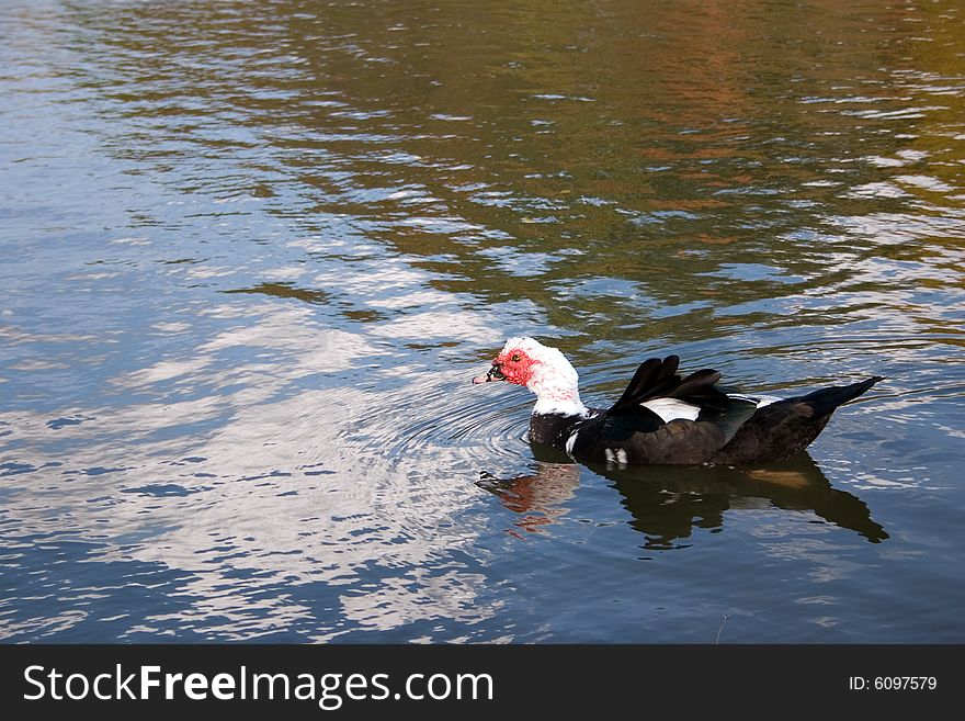 A muscovy duck floating on a beautiful pond. A muscovy duck floating on a beautiful pond