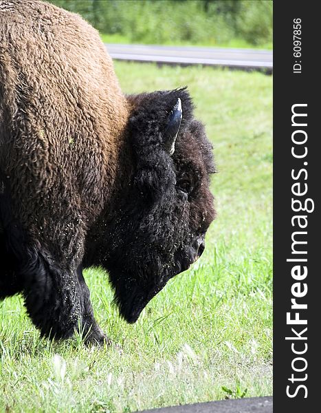 Wild bison (buffalo) wandering in meadowland in spring, elk island national park, alberta, canada. Wild bison (buffalo) wandering in meadowland in spring, elk island national park, alberta, canada