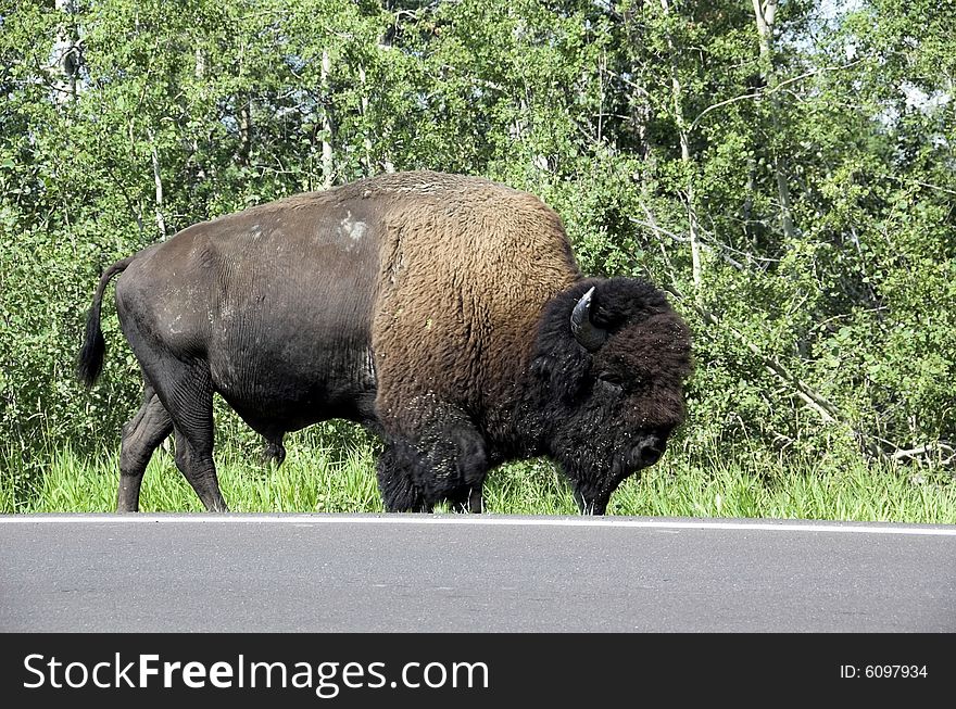 Wild bison (buffalo) wandering in meadowland in spring, elk island national park, alberta, canada. Wild bison (buffalo) wandering in meadowland in spring, elk island national park, alberta, canada