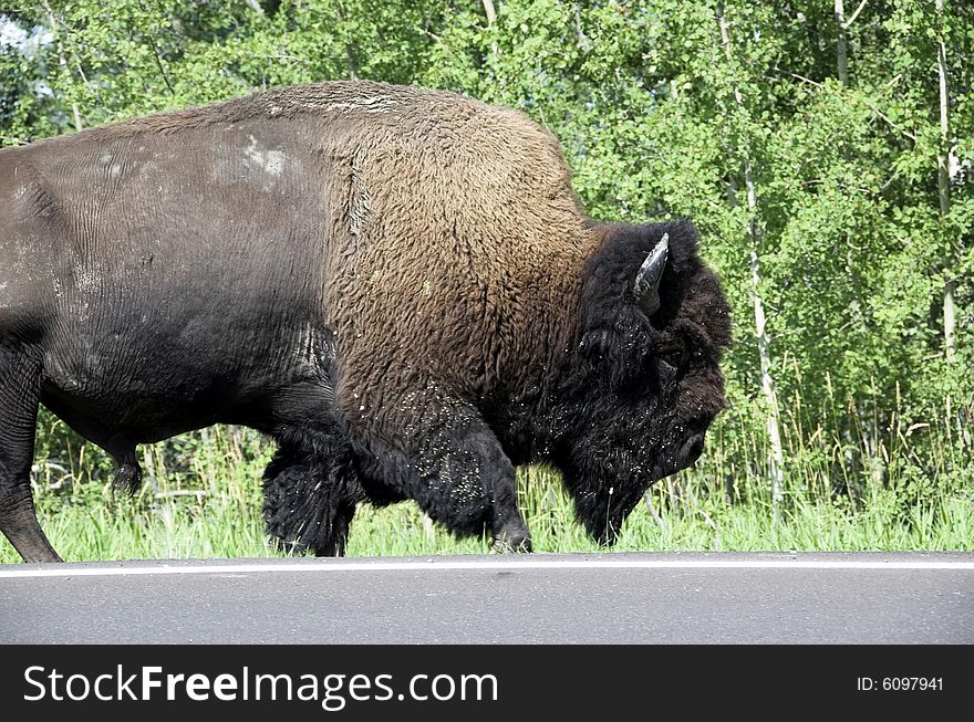 Wild bison (buffalo) wandering in meadowland in spring, elk island national park, Alberta, Canada. Wild bison (buffalo) wandering in meadowland in spring, elk island national park, Alberta, Canada