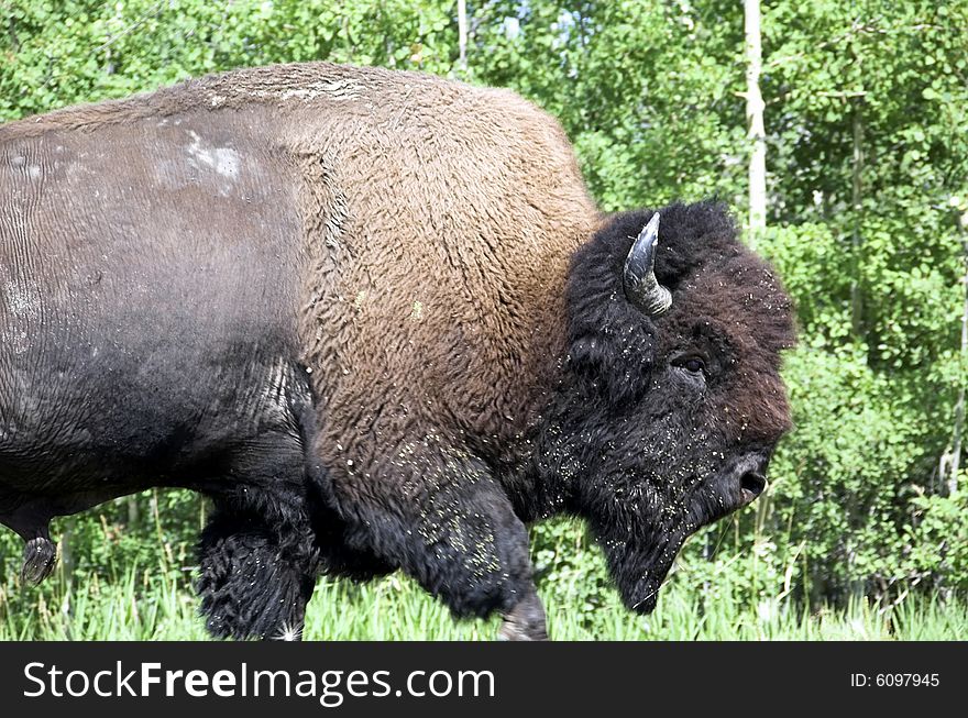 Wild bison (buffalo) wandering in meadowland in spring, elk island national park, alberta, canada. Wild bison (buffalo) wandering in meadowland in spring, elk island national park, alberta, canada