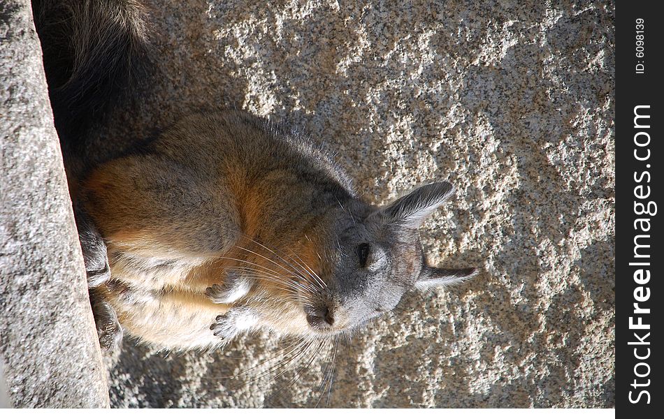 Photographed in the ruins of machu-picchu, this is a chinchilla. Photographed in the ruins of machu-picchu, this is a chinchilla