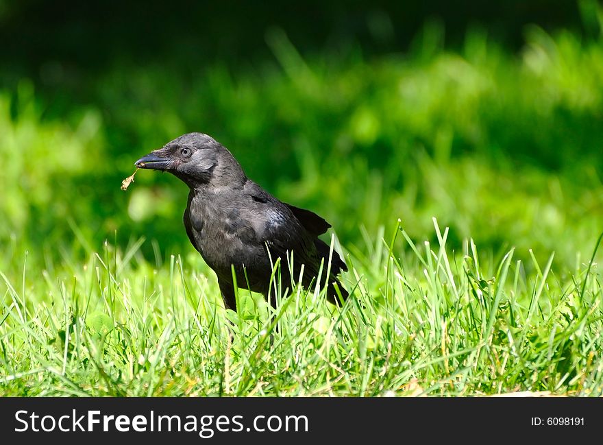 The bird on the grass
