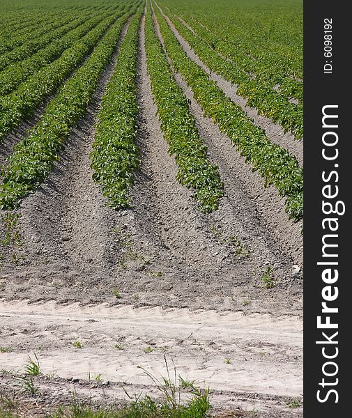 Rows of potatoes growing on a farm. Rows of potatoes growing on a farm.