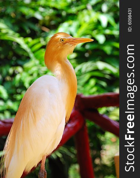 Cattle Egret waiting for food