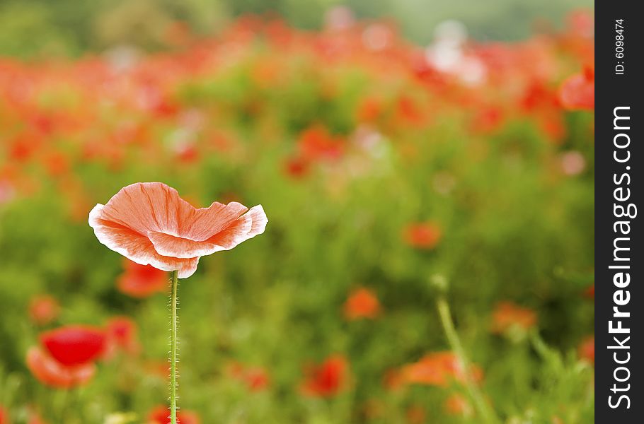 Orange poppy isolated from a field of orange poppies